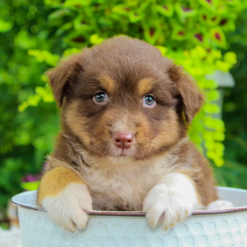 Australian Shepherd