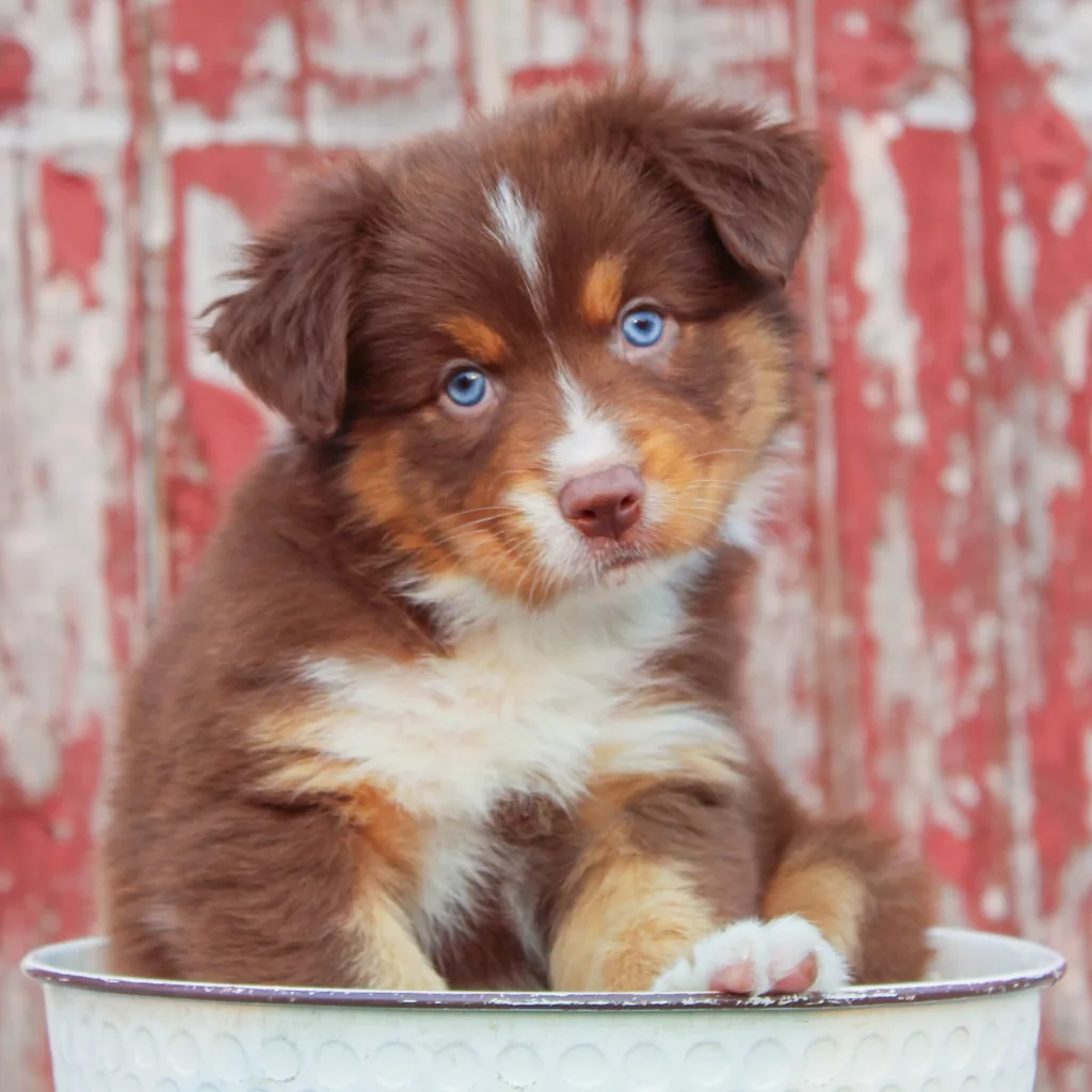 Australian Shepherd