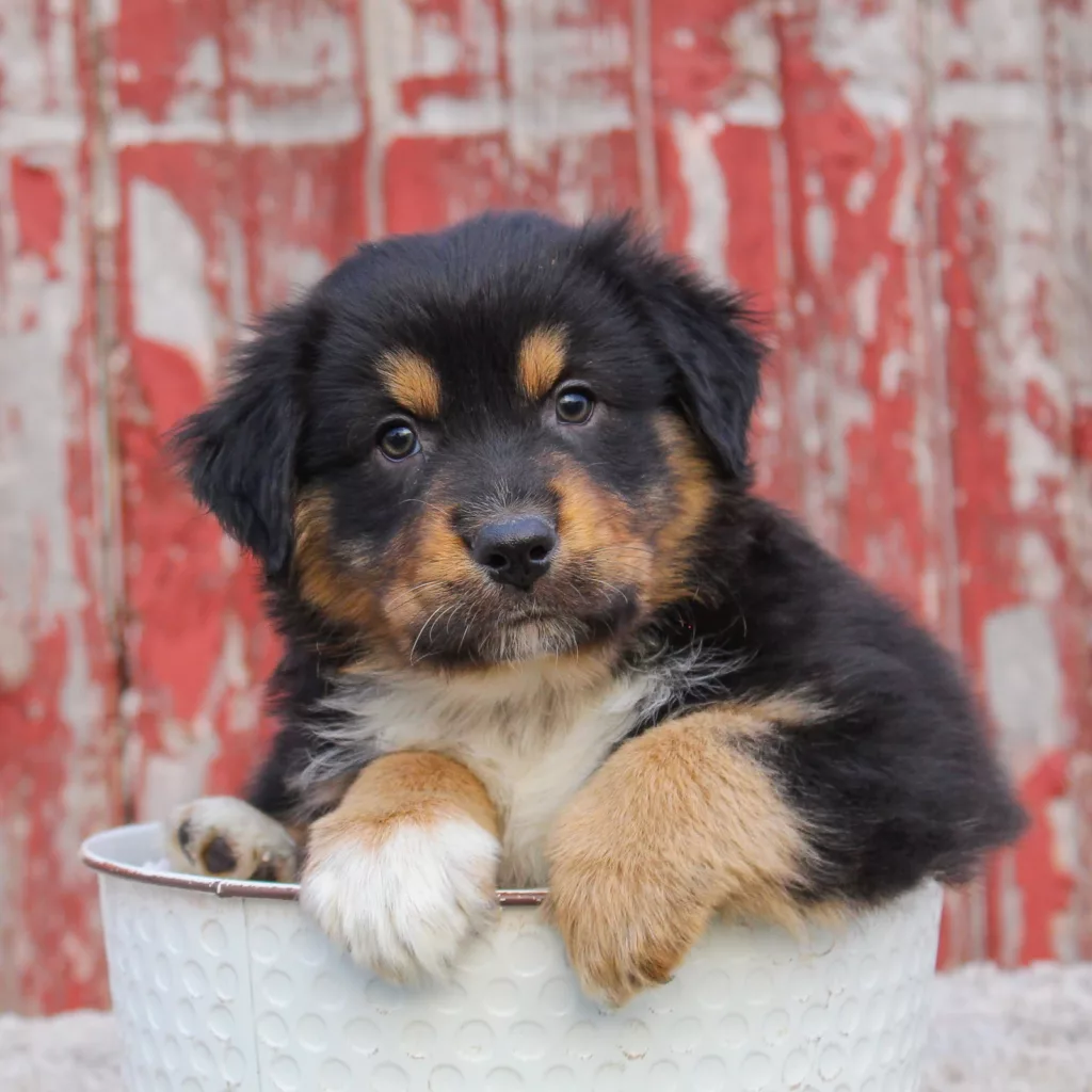 Australian Shepherd