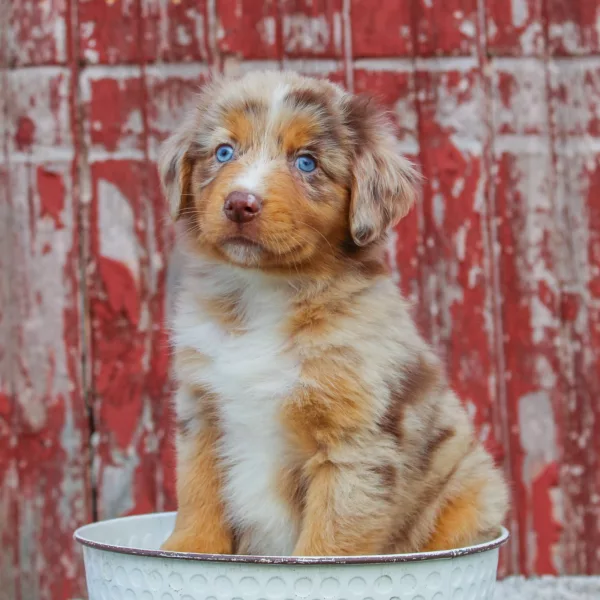 Australian Shepherd