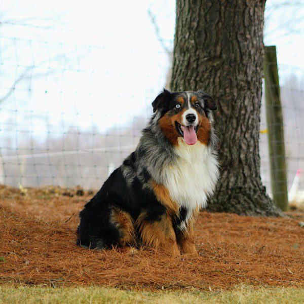 Australian Shepherd