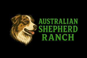 Australian Shepherd